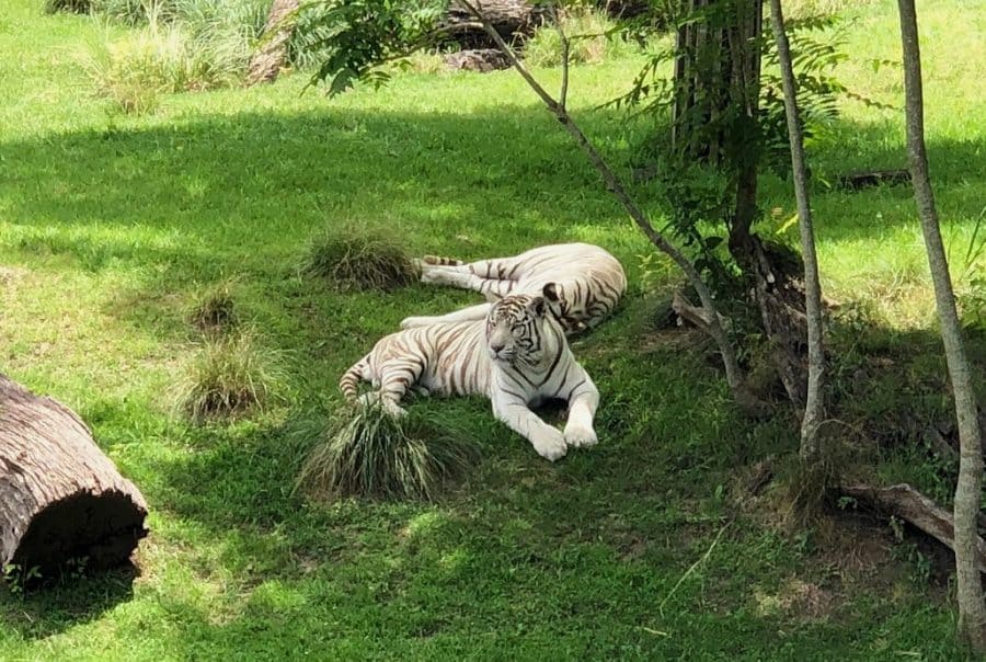 tigres brancos no bioparque temaikén