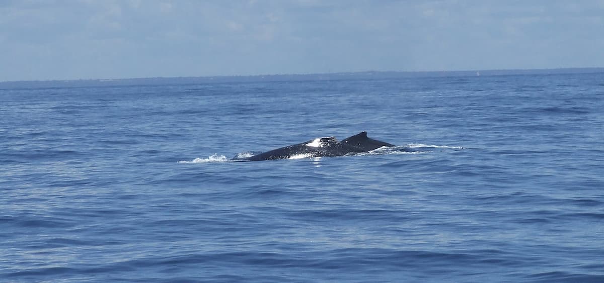 Baleias em Porto Seguro