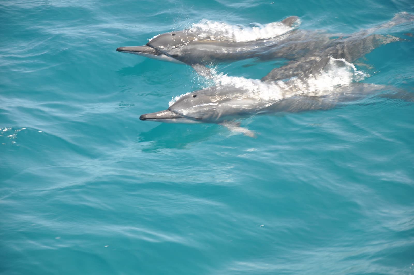 Golfinhos Roteadores