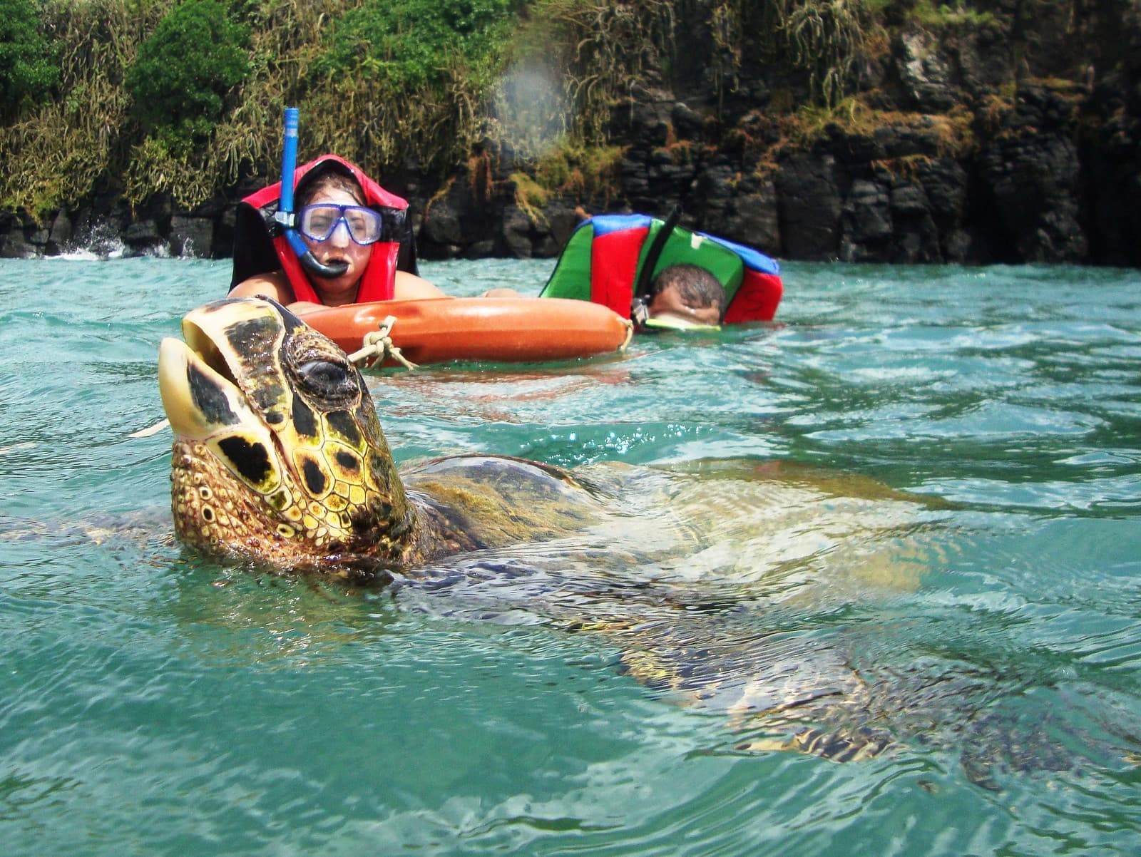 Mergulhando com as tartarugas
