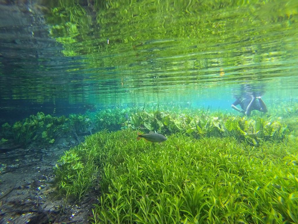 Aquário Natural de Bonito