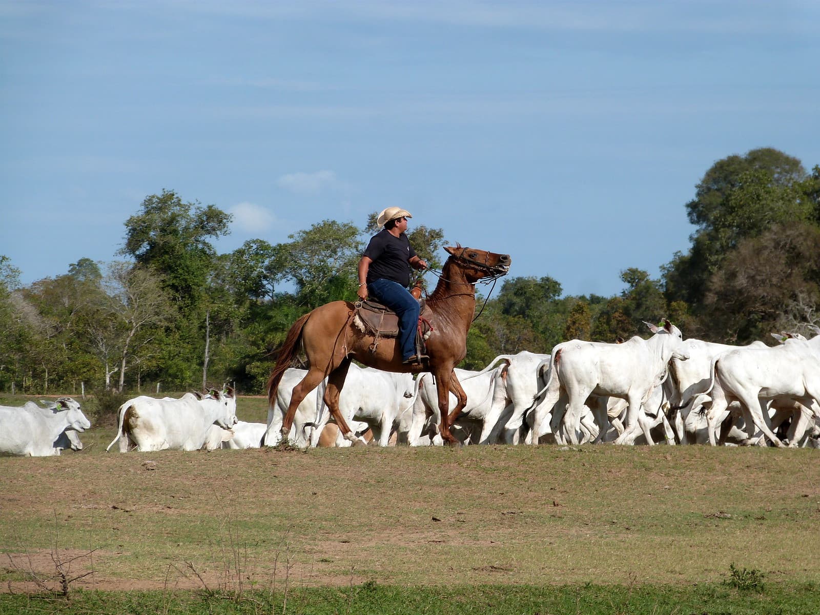 Fazenda Aguapé