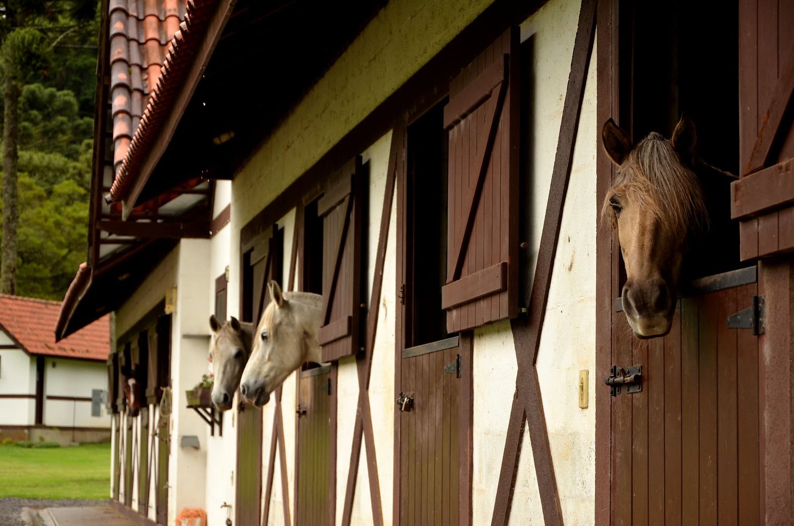 Cavalgada em Monte Verde